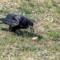 Crow :: Олег Шендерюк