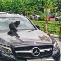 Жил да был чёрный кот :: Игорь Сарапулов