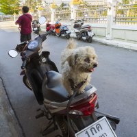 2016, Таиланд, Чаченгсау (разбирая архив) :: Владимир Шибинский