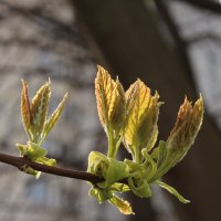 Весенние зарисовки. :: Андрей 