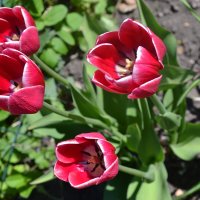 Красавцы тюльпаны. :: zoja 