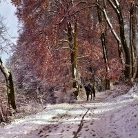 winter Wald :: Elena Wymann