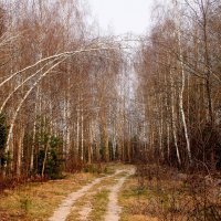 апрельский лес 2 :: Александр Прокудин