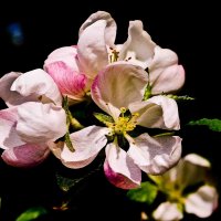 цветы яблони :: юрий иванов