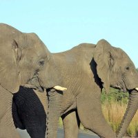 African Elephants :: John Anthony Forbes