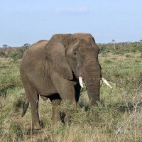 African Elephant :: John Anthony Forbes