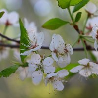 Вишнёвый цвет ... :: Татьяна Котельникова