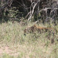 Leopard :: John Anthony Forbes