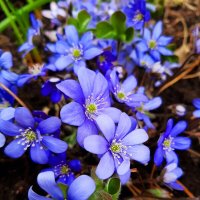 Весенние цветы :: Светлана Дунаева