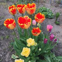 Весна с тюльпанами :: minchanka 