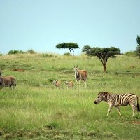 Eland and Zebra :: John Anthony Forbes