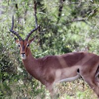 Impala Ram :: John Anthony Forbes