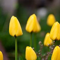 Бутоны жёлтых тюльпанов :: Александр Синдерёв
