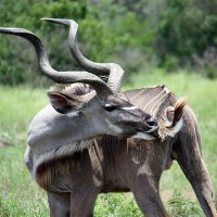 Kudu male :: John Anthony Forbes