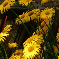 Жёлтые цветы :: Валентина Пирогова
