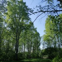 Весна в лесу. :: ОКСАНА ЮРЬЕВНА ШВЕЦ