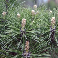 Pinus sylvestris :: Kliwo 