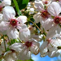 Цветущей вишни запах нежный... :: Лидия Бараблина