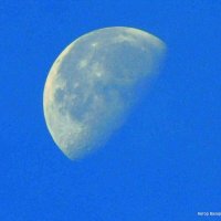 Убывающая луна (в утреннем небе). :: Валерьян Запорожченко