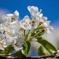 Релакс весна: груша цветёт :: Сергей Михайлович