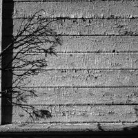 Дерево у стены :: Юлия Никитина