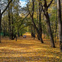 Золотой ковёр из листьев :: Vladimbormotov 
