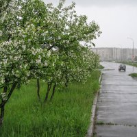 Весенний дождь :: Николай 