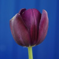 Темный тюльпан. :: сергей 