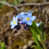 Незабудка (Myosotis) :: Денис Бочкарёв