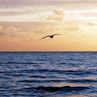 Чайка и море :: Ольга (crim41evp)
