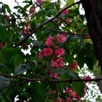 Розовый конский каштан с цветами и плодами. :: sokoban 