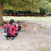 Нара Япония Парк оленей :: wea *
