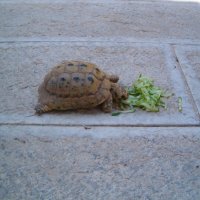 Черепаха за завтраком :: Герович Лилия 