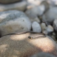 Змеи - это рептилии! :: Алина Дементьева