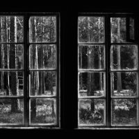 Окно в лес :: Юлия Никитина