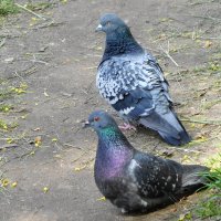 Голубь и голубка :: Маргарита Батырева