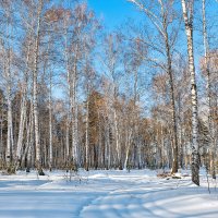 По зимнему лесу. :: Александр Леонов