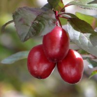Писсарди, краснолистная слива или пурпурнолистная алыча - плоды краснеют в мае :: Татьяна Смоляниченко