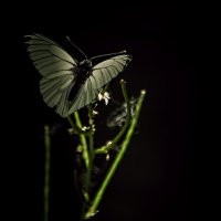 Ночная бабочка ..... :: Alexander Andronik