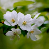 Яблони в цвету, весны творенье... :: Анна Суханова