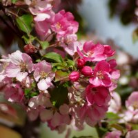 Яблони в цвету, весны творенье.... :: Анна Суханова