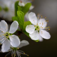 Цветение вишни :: Александр Синдерёв