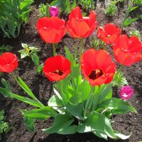 Тюльпаны в саду :: Ольга Довженко