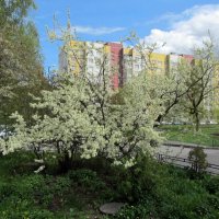 Весна в нашем дворе :: Яков Rumb-51