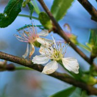 Цветок вишни :: Марина Ломина