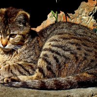 Котик  нежится на солнышке! :: Евгений БРИГ и невич