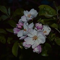 Яблони в цвету... :: Galina Serebrennikova