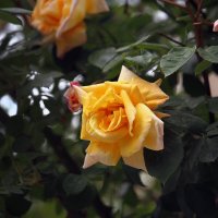 Жёлтые розы. :: barsuk lesnoi