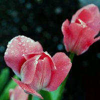 После дождя цветы улыбаются :: liudmila drake