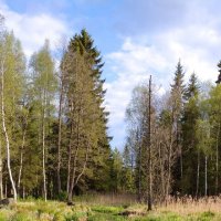 Вид из парка "Зверинец" на Дворцовый :: Дарья Меркулова